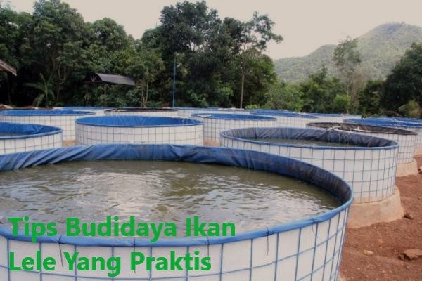 Tips Budidaya Ikan Lele Yang Praktis