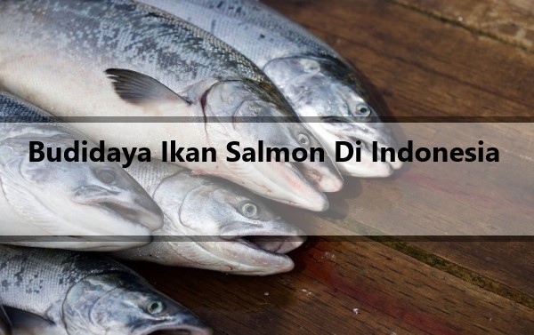 Budidaya Ikan Salmon Di Indonesia