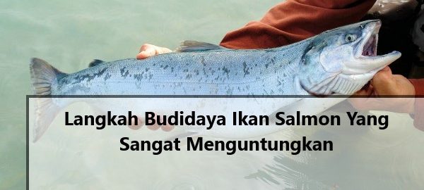 Langkah Budidaya Ikan Salmon Yang Sangat Menguntungkan