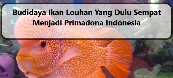 Budidaya Ikan Louhan Yang Dulu Sempat Menjadi Primadona Indonesia