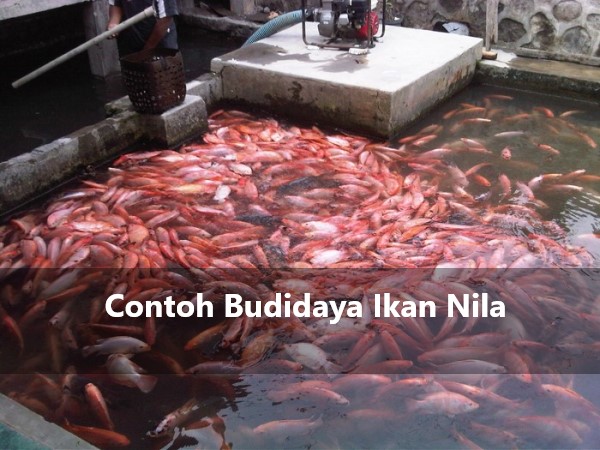 Contoh Budidaya Ikan Nila