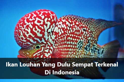 Ikan Louhan Yang Dulu Sempat Terkenal Di Indonesia